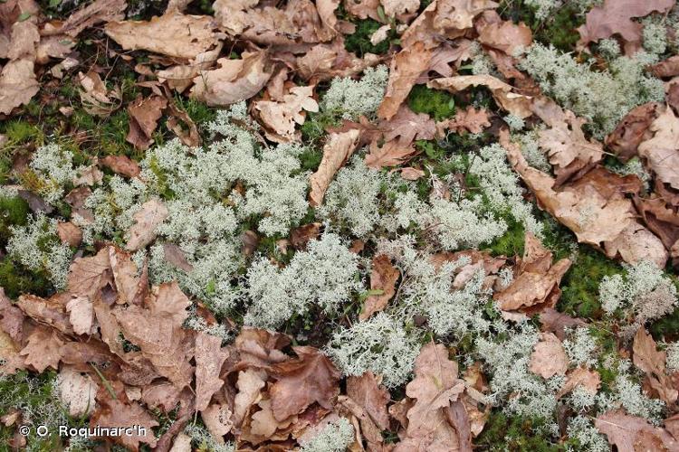 <i>Cladonia rangiferina</i> (L.) Weber, 1780 © O. Roquinarc'h