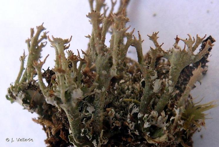 <i>Cladonia crispata</i> (Ach.) Flot., 1839 © J. Vallade