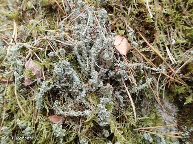 <i>Cladonia squamosa</i> (Scop.) Hoffm., 1796 © R. Poncet