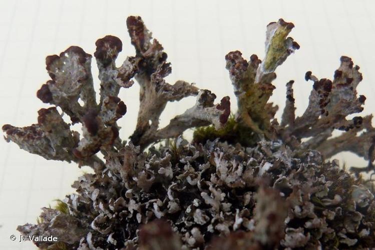 <i>Cladonia cariosa</i> (Ach.) Spreng., 1827 © J. Vallade