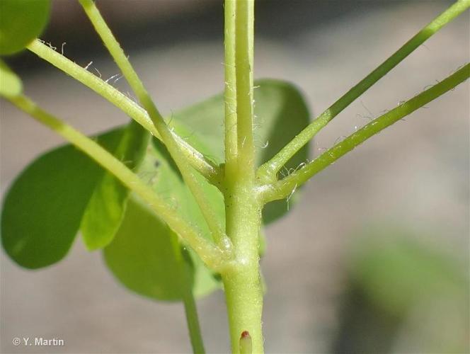 <i>Oxalis stricta</i> L., 1753 © 