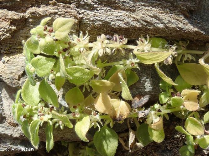 <i>Parietaria lusitanica</i> L., 1753 © H. TINGUY