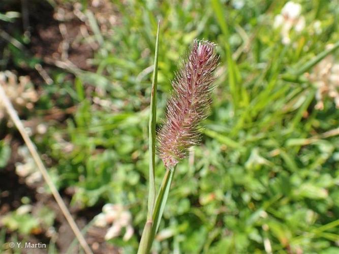 <i>Phleum rhaeticum</i> (Humphries) Rauschert, 1979 © 