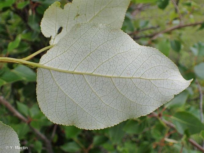 <i>Populus trichocarpa</i> Torr. & A.Gray ex Hook., 1852 © 