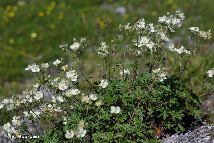 <i>Potentilla alchimilloides</i> Lapeyr., 1782 © P. Gourdain