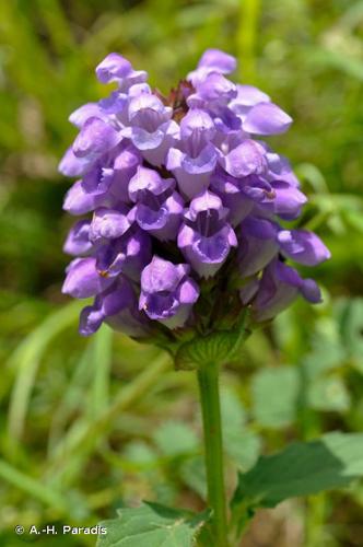 <i>Prunella hastifolia</i> Brot., 1804 © A.-H. Paradis