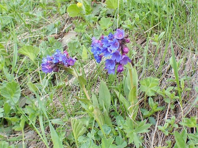 <i>Pulmonaria australis</i> (Murr) W.Sauer, 1975 © 