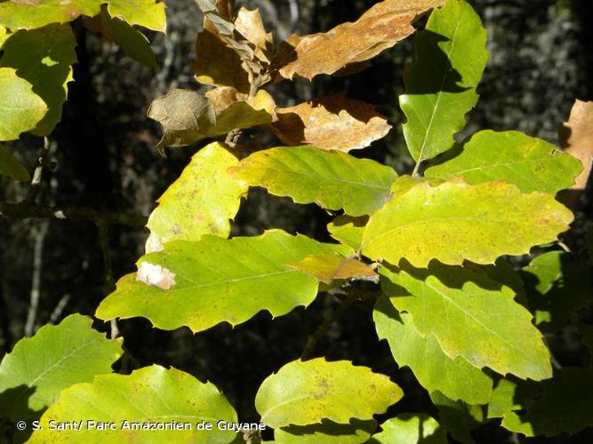 <i>Quercus </i>x<i> crenata</i> Lam., 1785 © S. Sant/ Parc Amazonien de Guyane