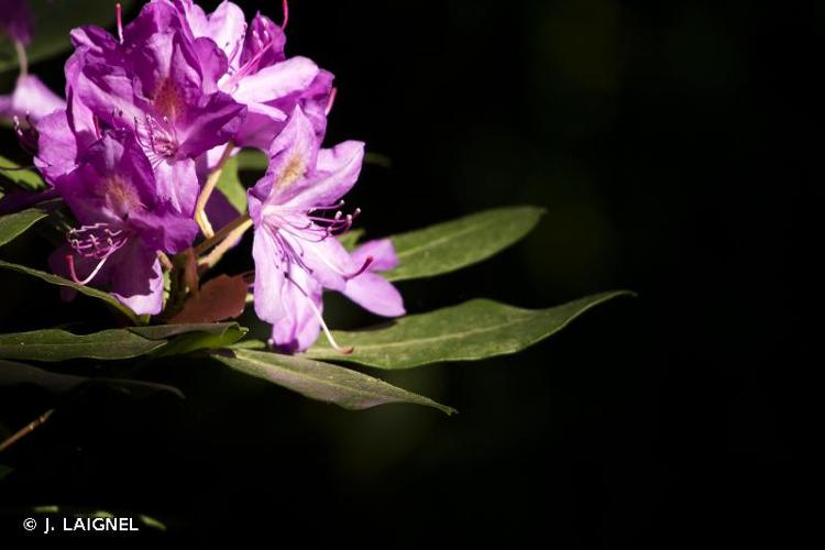 <i>Rhododendron ponticum</i> L., 1762 [nom. et typ. cons. prop.] © J. LAIGNEL