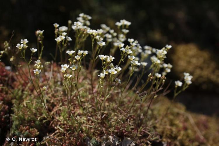 <i>Saxifraga hypnoides</i> L., 1753 © O. Nawrot