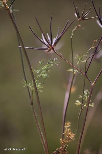 <i>Scandix australis</i> L., 1753 © O. Nawrot