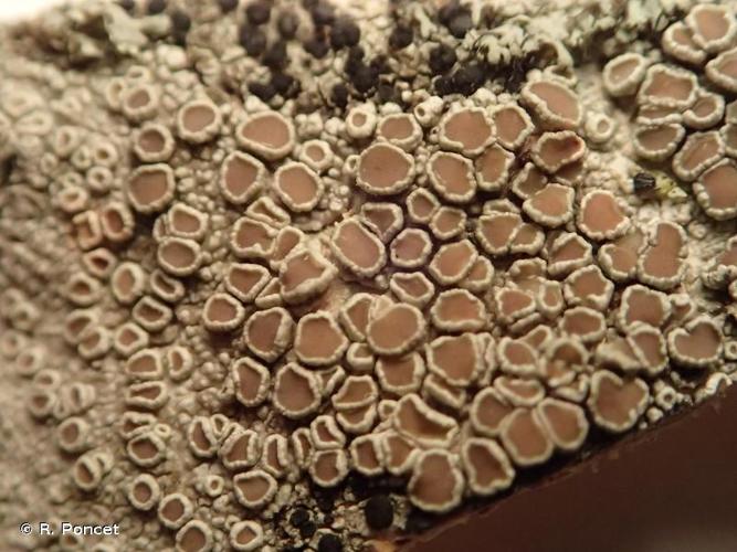 <i>Lecanora chlarotera</i> Nyl., 1872 © R. Poncet