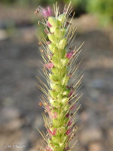 <i>Setaria parviflora</i> (Poir.) Kerguélen, 1987 © H. TINGUY