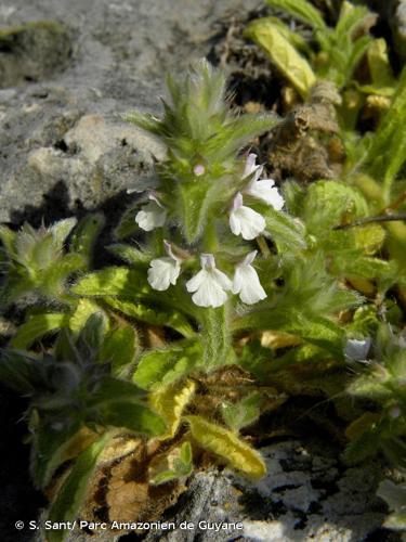 <i>Sideritis romana</i> L., 1753 © S. Sant/ Parc Amazonien de Guyane