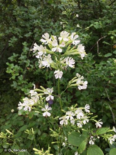 <i>Silene nemoralis</i> Waldst. & Kit., 1812 © O. Escuder