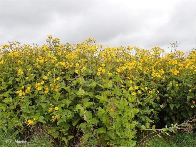 <i>Silphium perfoliatum</i> L., 1759 © 