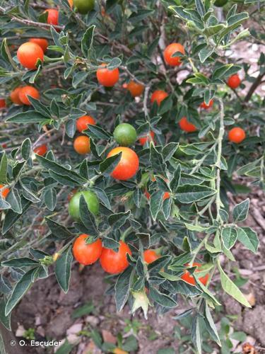 <i>Solanum pseudocapsicum</i> L., 1753 © O. Escuder