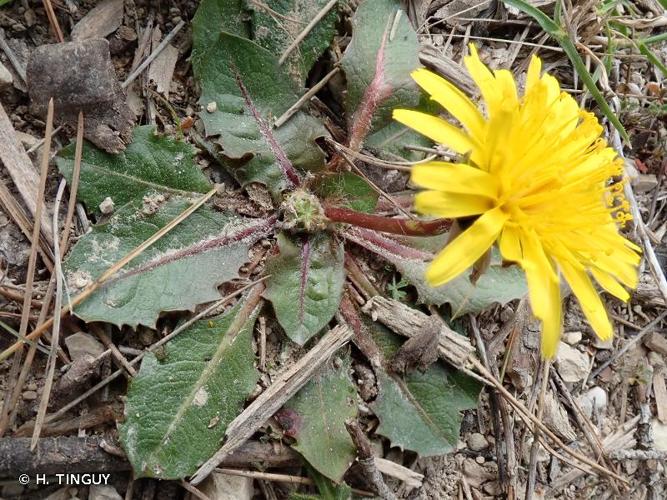 <i>Taraxacum obovatum</i> (Waldst. & Kit. ex Willd.) DC., 1809 © H. TINGUY