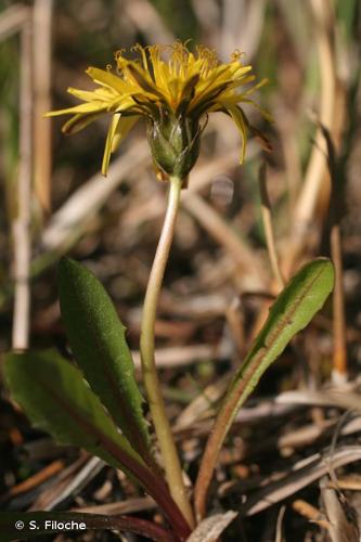 <i>Taraxacum palustre</i> (Lyons) Symons, 1798 © S. Filoche