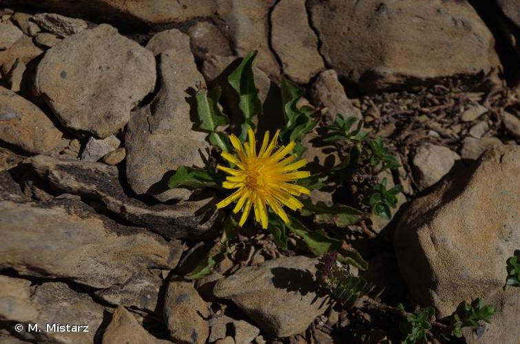 <i>Taraxacum pyrenaicum</i> Reut., 1861 © M. Mistarz