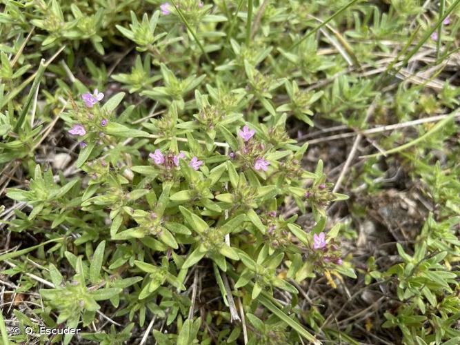 <i>Thymus embergeri</i> Roussine, 1952 © O. Escuder