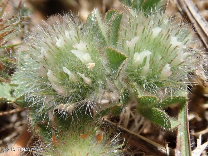 <i>Trifolium cherleri</i> L., 1755 © H. TINGUY