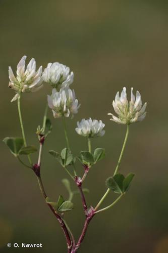 <i>Trifolium nigrescens</i> Viv., 1808 © O. Nawrot