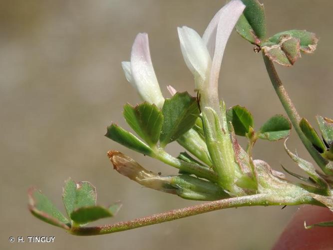 <i>Trifolium ornithopodioides</i> L., 1753 © H. TINGUY