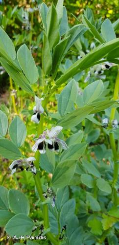 <i>Vicia faba</i> L., 1753 © A.-H Paradis