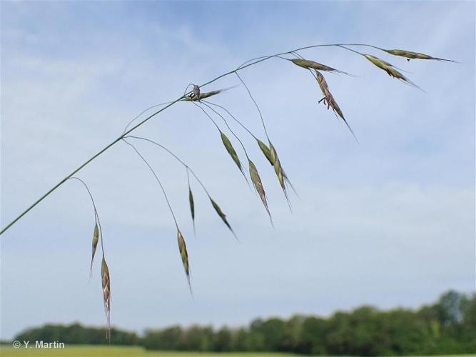 <i>Bromus arvensis </i>L., 1753 subsp.<i> arvensis</i> © 