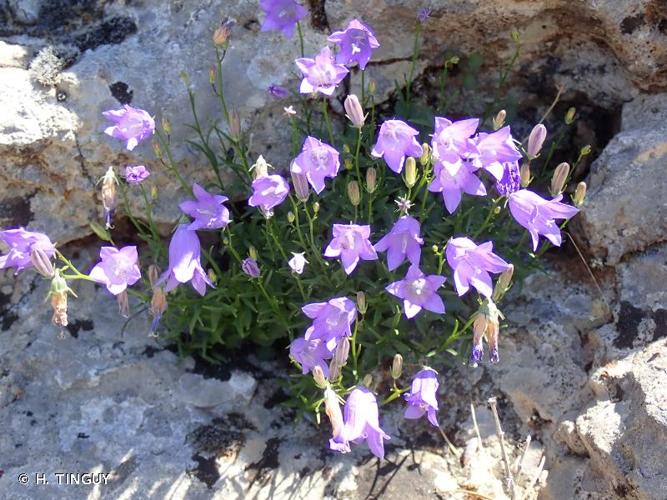 <i>Campanula rotundifolia </i>subsp.<i> macrorhiza</i> (J.Gay ex A.DC.) Bonnier & Layens, 1894 © H. TINGUY