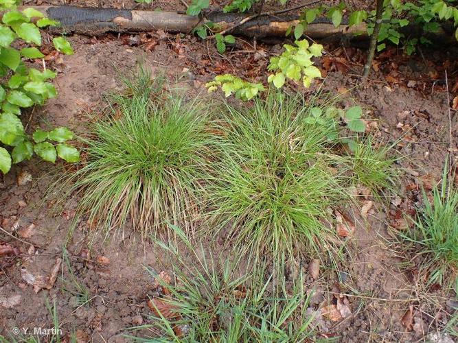 <i>Carex pilulifera </i>L., 1753 subsp.<i> pilulifera</i> © 