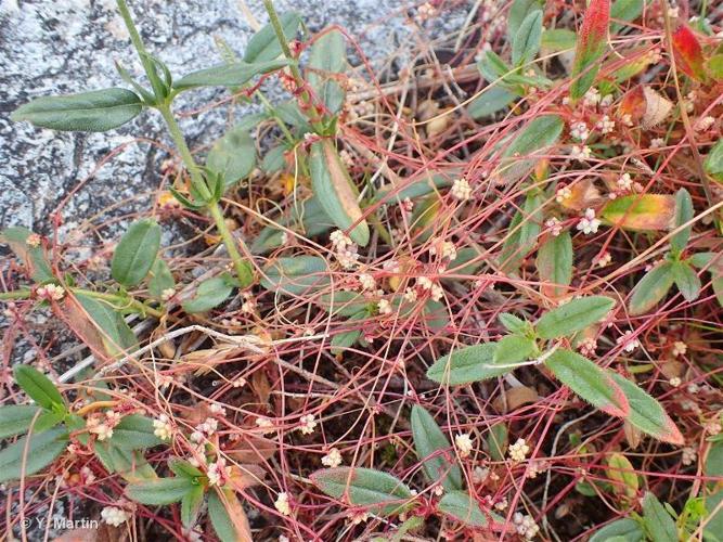 <i>Cuscuta epithymum </i>(L.) L., 1774 subsp.<i> epithymum</i> © 