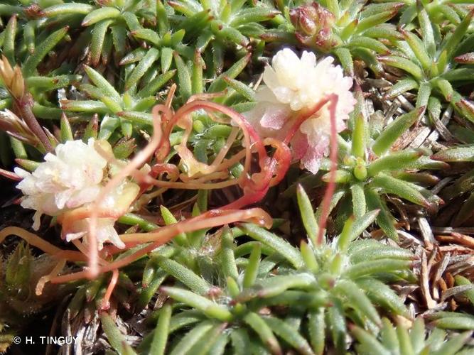 <i>Cuscuta epithymum </i>subsp.<i> kotschyi</i> (Des Moul.) Arcang., 1882 © H. TINGUY