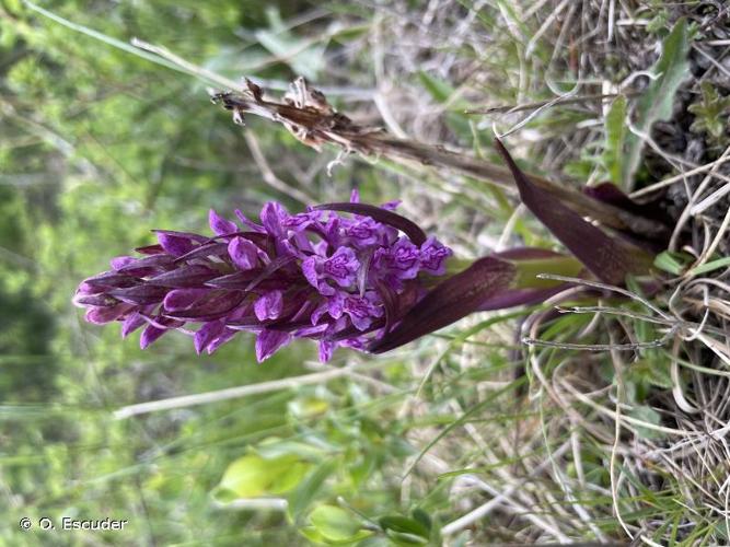 <i>Dactylorhiza incarnata </i>subsp.<i> cruenta</i> (O.F.Müll.) P.D.Sell, 1967 © O. Escuder