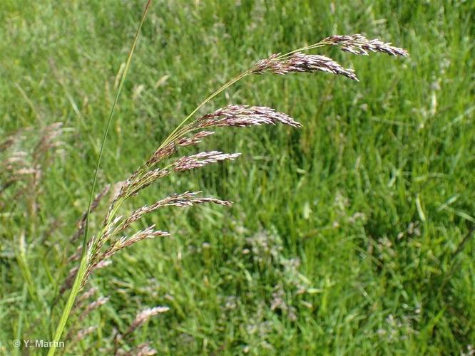 <i>Deschampsia cespitosa </i>(L.) P.Beauv., 1812 subsp.<i> cespitosa</i> © 