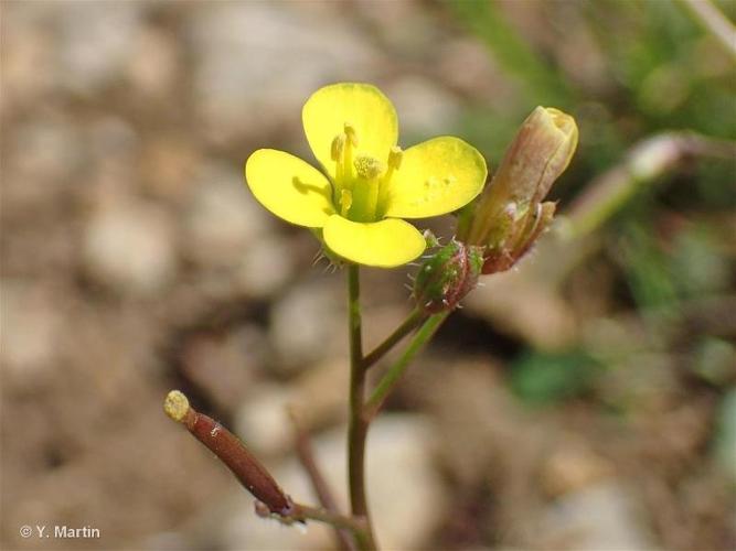 <i>Diplotaxis muralis </i>(L.) DC., 1821 subsp.<i> muralis</i> © 