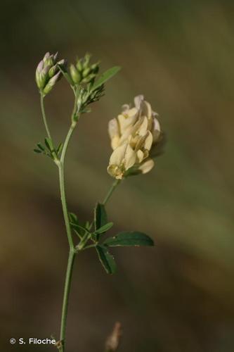 <i>Medicago sativa </i>nothosubsp.<i> media</i> (Pers.) Schübl. & G.Martens, 1834 © S. Filoche