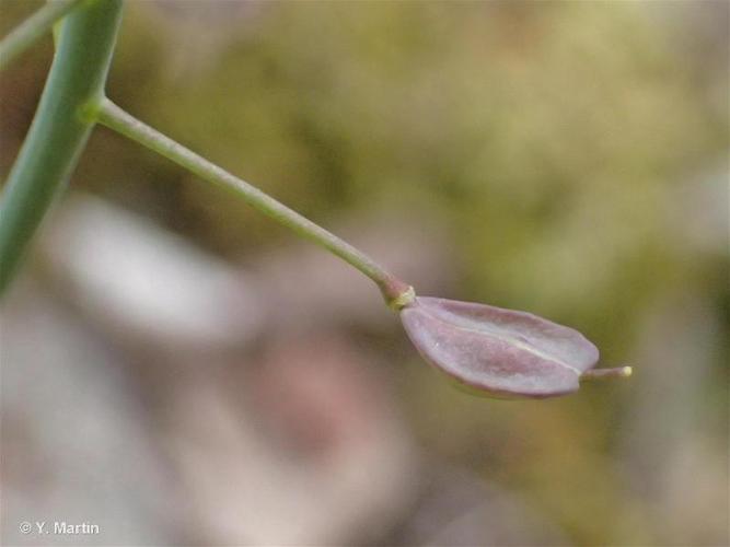 <i>Noccaea montana </i>(L.) F.K.Mey., 1973 subsp.<i> montana</i> © 