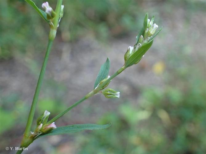 <i>Polygonum aviculare </i>L., 1753 subsp.<i> aviculare</i> © 