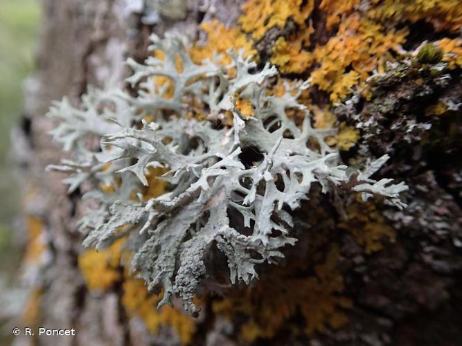 <i>Evernia prunastri</i> (L.) Ach., 1810 © R. Poncet