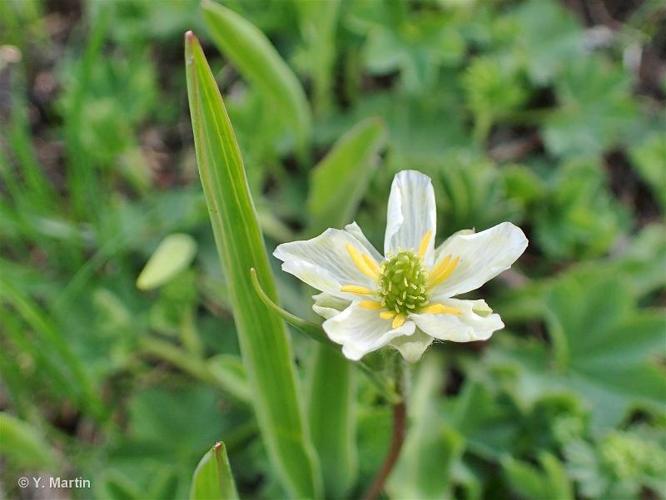 <i>Ranunculus kuepferi </i>subsp.<i> orientalis</i> W.Huber, 1988 © 