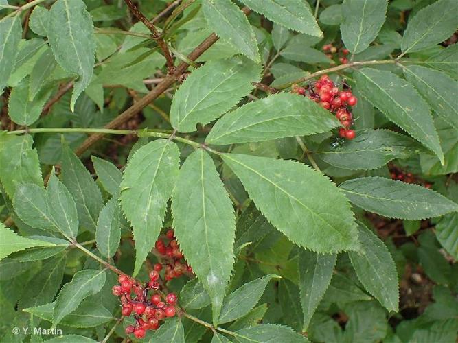 <i>Sambucus racemosa </i>L., 1753 subsp.<i> racemosa</i> © 