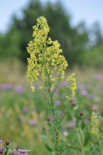 <i>Thalictrum simplex </i>L., 1767 subsp.<i> simplex</i> © A.-H. Paradis