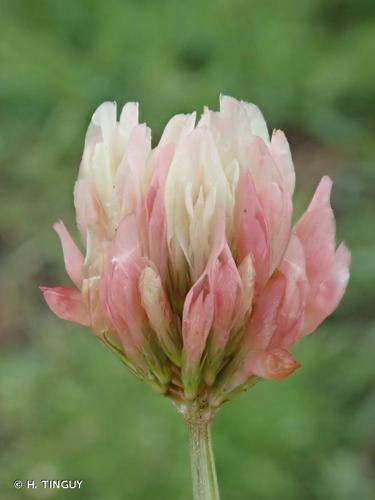 <i>Trifolium hybridum </i>L., 1753 var.<i> hybridum</i> © H. TINGUY