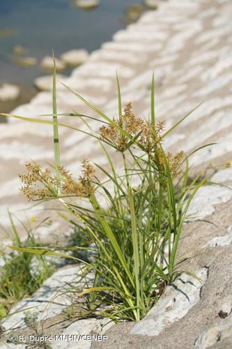 <i>Cyperus esculentus </i>var.<i> leptostachyus</i> Boeckeler, 1870 © R. Dupré MNHN/CBNBP