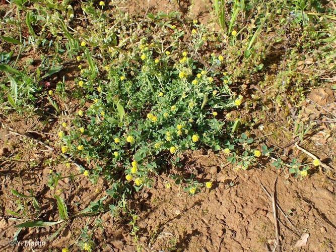 <i>Medicago lupulina </i>L., 1753 var.<i> lupulina</i> © 