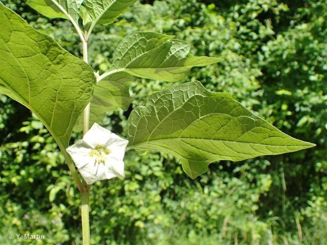 <i>Physalis alkekengi </i>var.<i> franchetii</i> (Mast.) Makino, 1908 © 