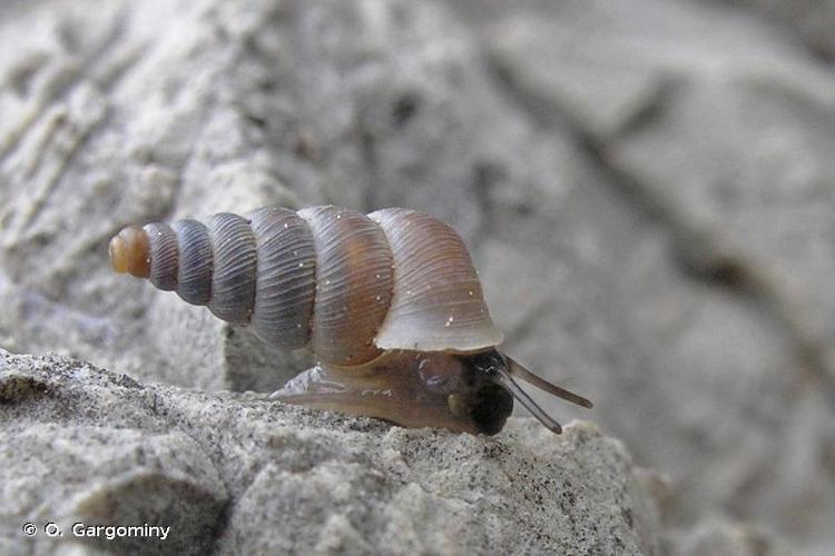 <i>Cochlostoma patulum patulum</i> (Draparnaud, 1801) © O. Gargominy