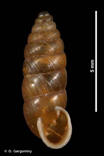 <i>Granaria stabilei stabilei</i> (E. von Martens, 1865) © O. Gargominy